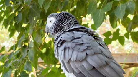 african grey parrot puffing up his feathers while standing on a branch