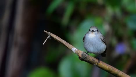 Taiga-Flycatcher,-Female,