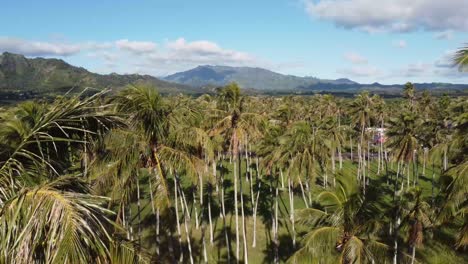 imágenes aéreas cinematográficas de la naturaleza salvaje de kauai en la soleada isla de hawaii