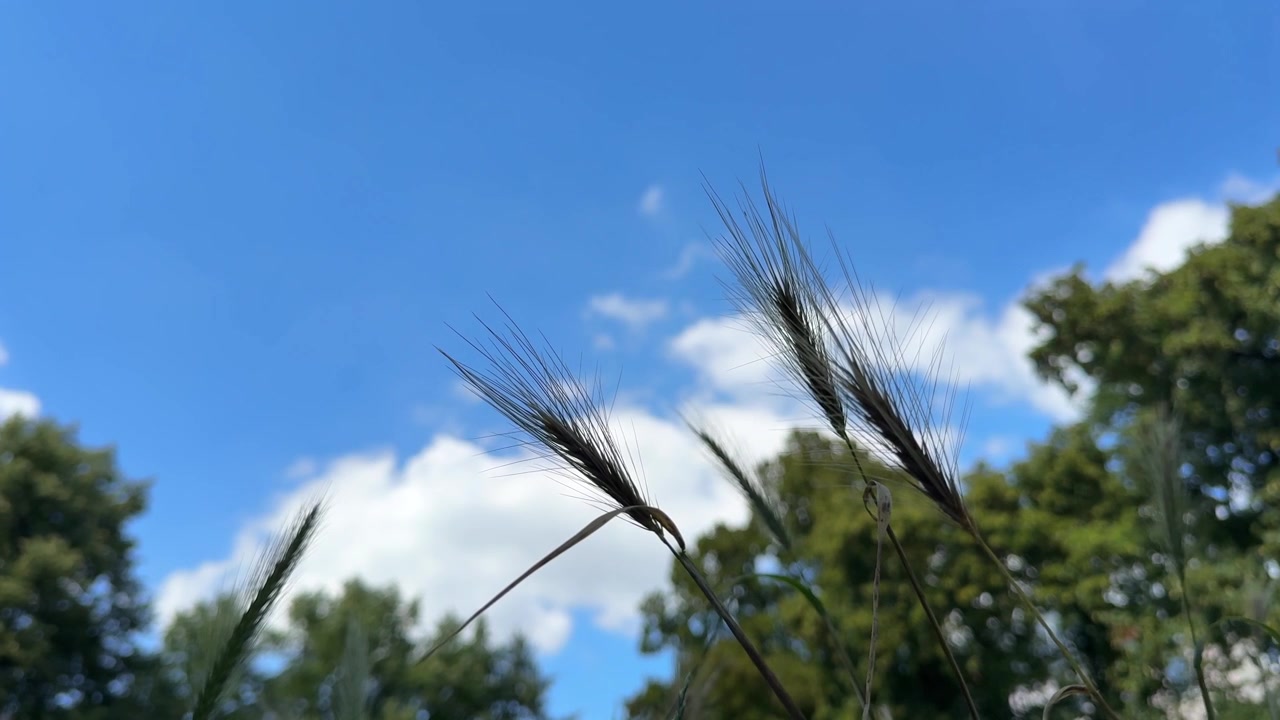 มุมมองต่ำของข้าวสาลีสีเขียวในทุ่งนาในวันฤดูร้อนที่มีแดดจ้า