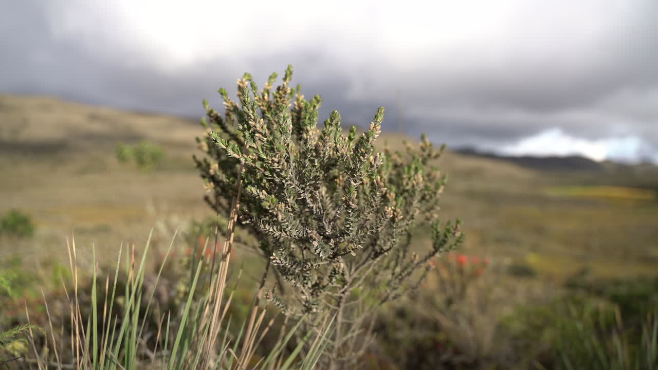 Close up of Diplostephium bush in the Andean paramo swaying with the wind