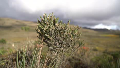 close up of diplostephium bush in the andean paramo swaying with the wind
