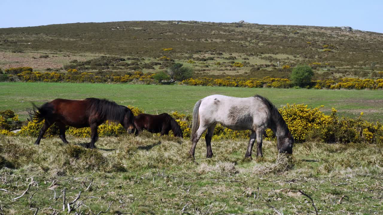 ponis dartmoor de pastoreo pacífico cerca de sharp tor en la escarpada campiña de devon, inglaterra, reino unido