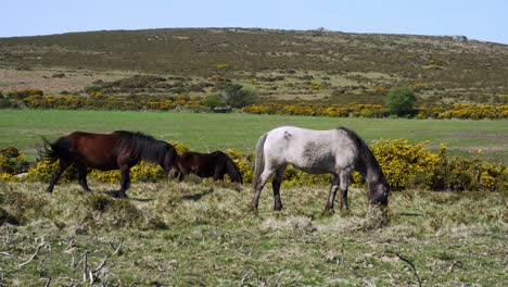 peaceful grazing dartmoor ponies near sharp tor in rugged devon countryside, england, uk