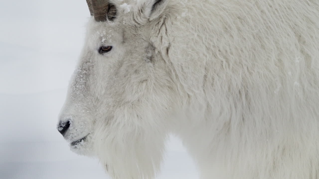 Close Up Of Mountain Goat's Head In Whitehorse, Yukon, Canada