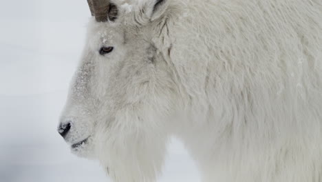 close up of mountain goat's head in whitehorse, yukon, canada