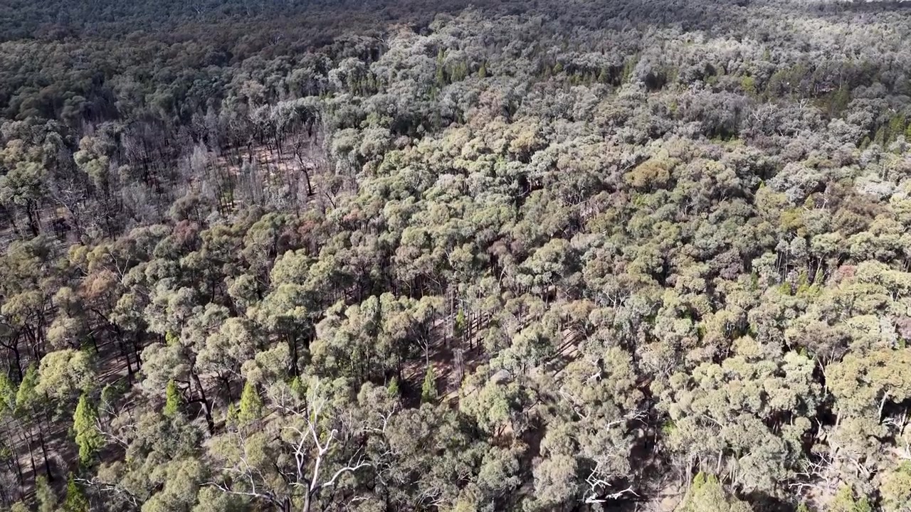 Vue aérienne par drone planant au-dessus d'une vaste canopée de forêt d'eucalyptus dans la forêt de Goonoo, Australie