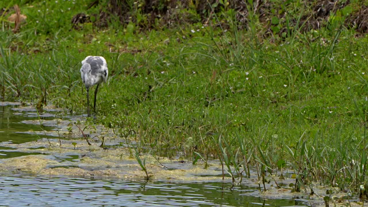 An immature little blue heron walking along the shore of a lake