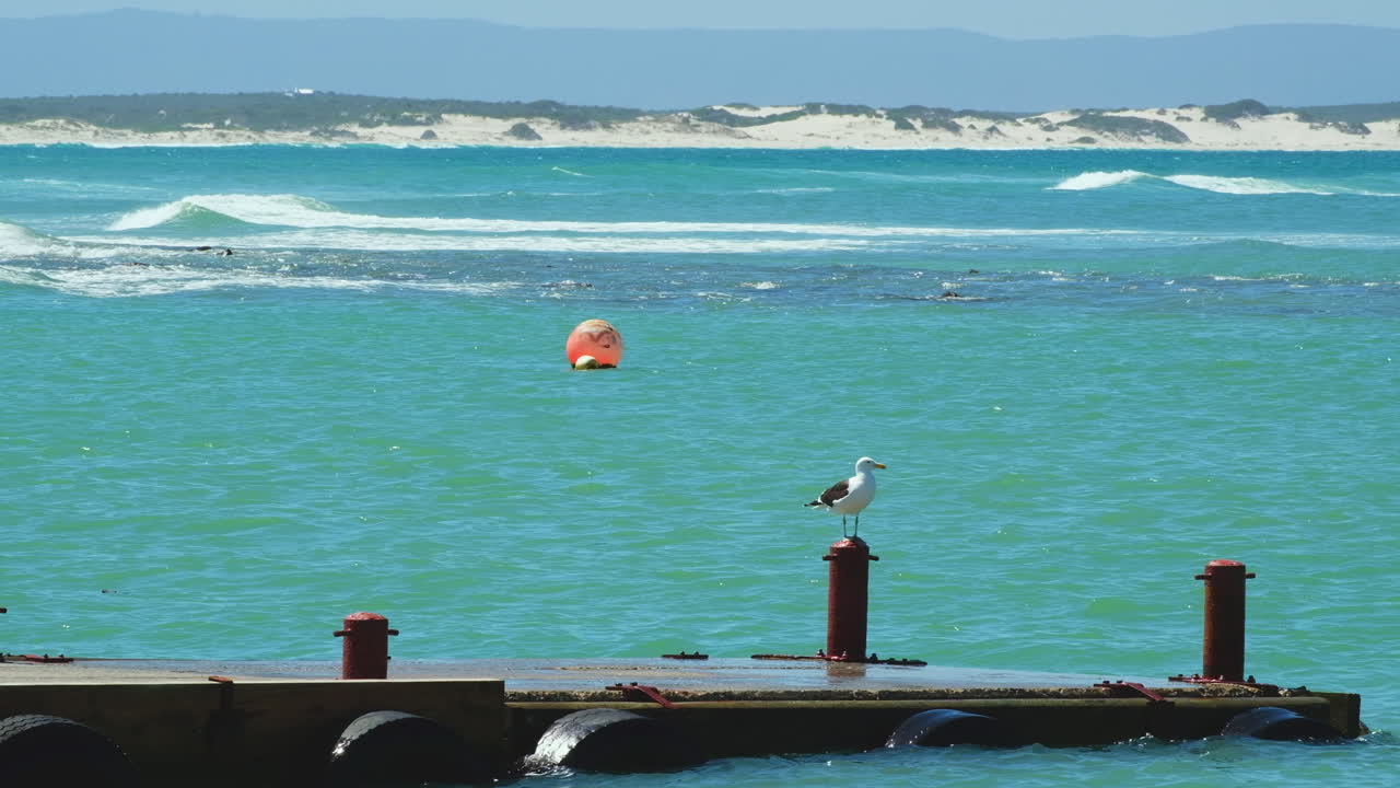 Kelp gull sits on bollard of jetty jutting out into clear Struisbaai harbor