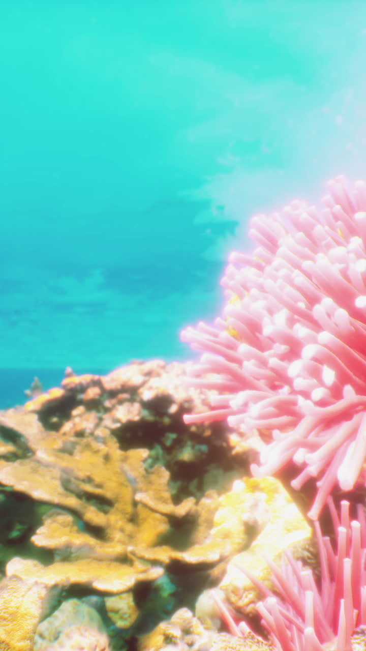 coral rosado bajo el agua