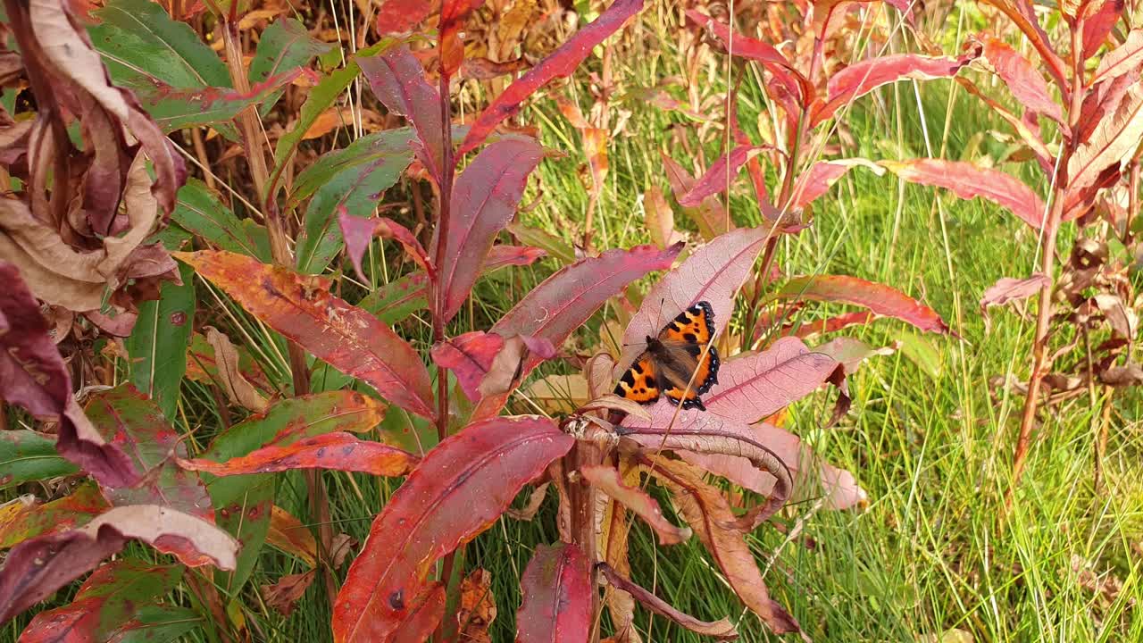 붉은 휴가에 앉아 광각보기 나비