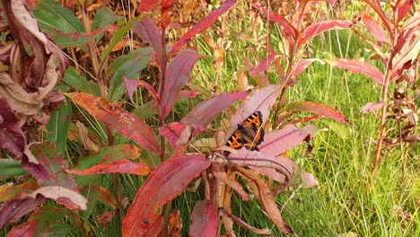 wide angle view butterfly sitting on a red leave