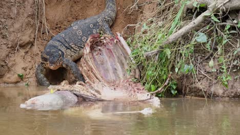 azjatycki monitor wody, varanus salvator, jedzenie tuszy jelenia sambar, park narodowy khao yai, tajlandia