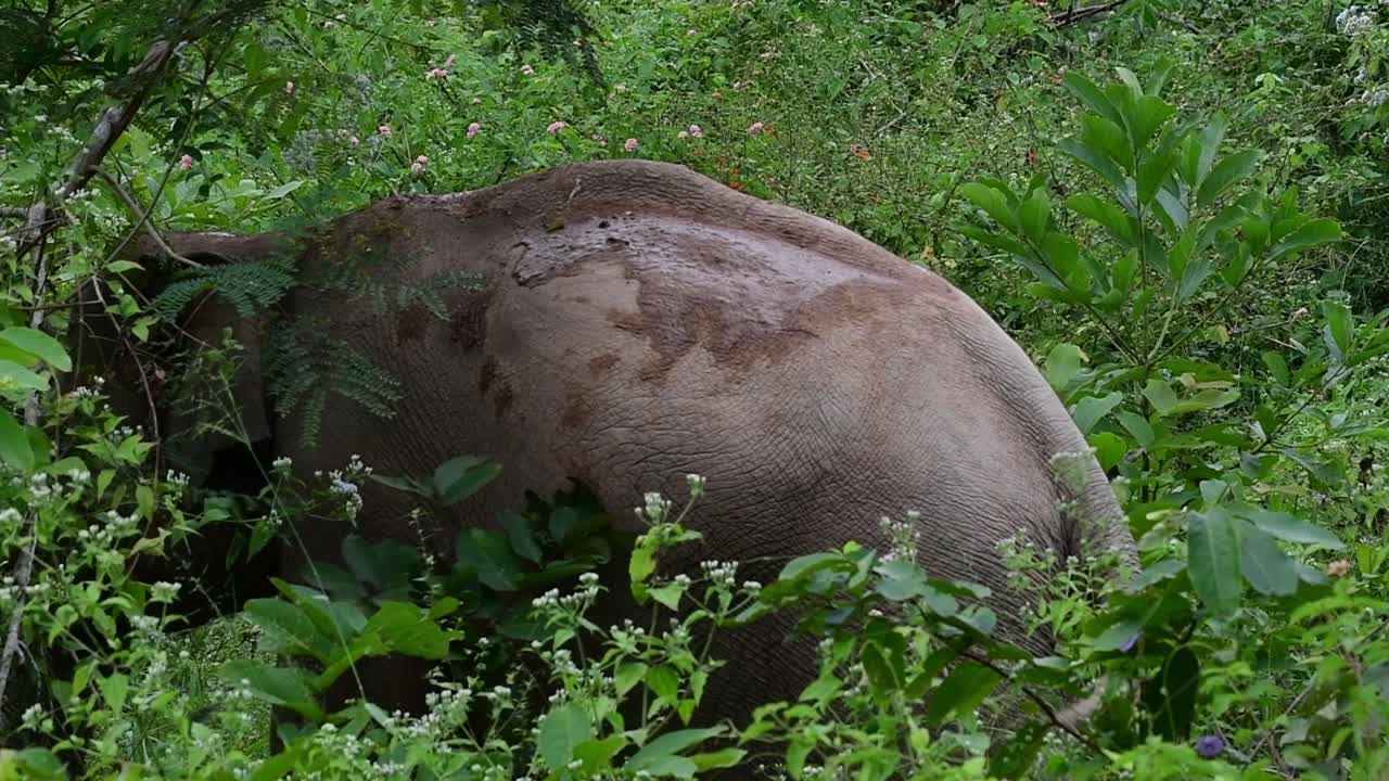 los elefantes asiáticos son especies en peligro de extinción y también son residentes de tailandia
