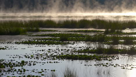 el amanecer brumoso sobre un pantano