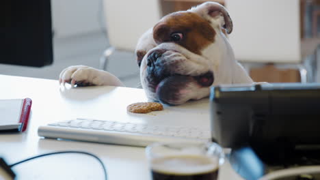 bulldog trying to reach a cookie on the desk in an office