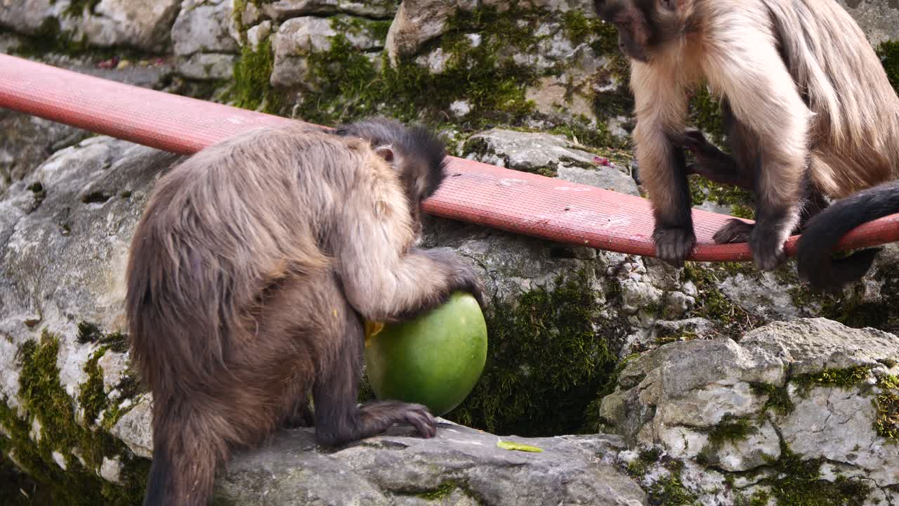 Close up of cute couple Capuchin Monkeys eating Mango outdoors in wilderness during daytime
