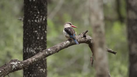 Brauner-Eisvogel-Mit-Kapuze,-Der-In-Sanfter-Brise-Auf-Einem-Ast-Thront