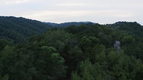 un camino sinuoso en el bosque