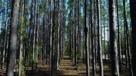 pine trees: flying through the middle of the row