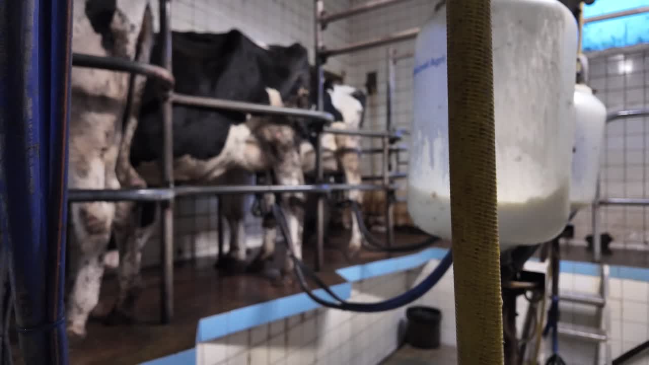 Slow motion footage of dairy cows being milked inside a farm, highlighting routine agricultural production