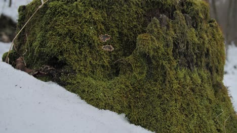 Trunk-covered-with-moss-and-a-snow-cap-in-the-forest-in-mountains