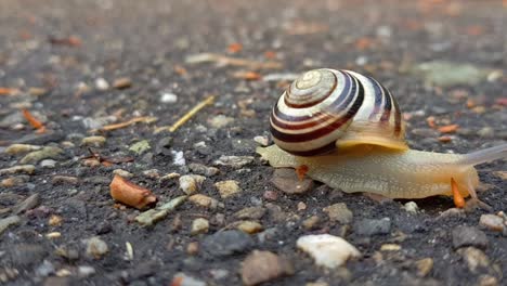 Frontale-Statische-Ansicht-Einer-Landschnecke,-Die-Auf-Feuchtem,-Dunklem,-Felsigem-Boden-Langsam-Aus-Dem-Rahmen-Kriecht