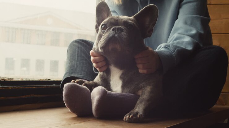 Close Up View Of A Dog Sitting On A Window Sill