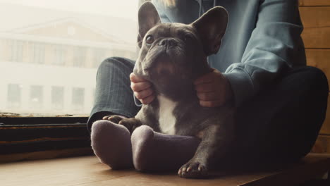 Nahaufnahme-Eines-Hundes,-Der-Auf-Einer-Fensterbank-Sitzt