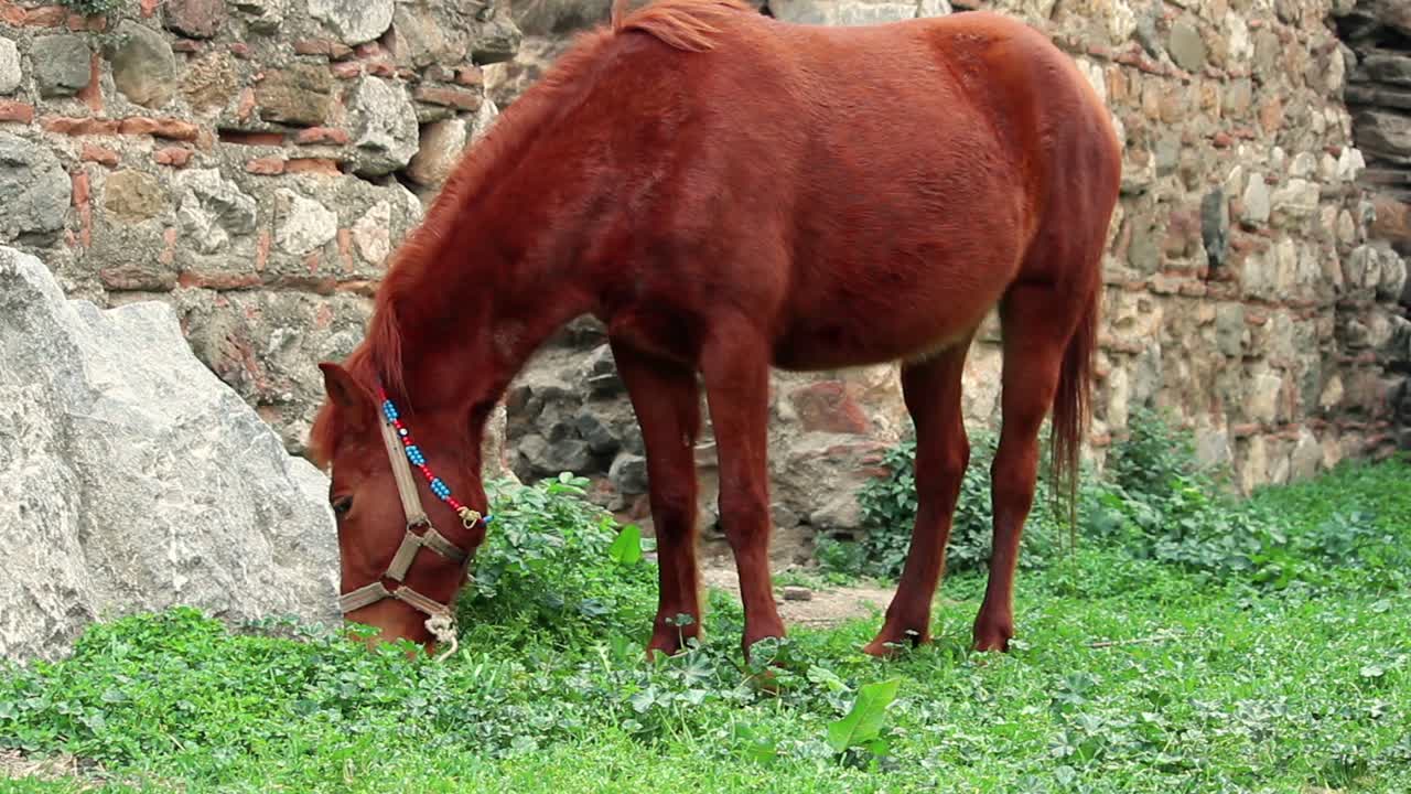césped verde de pastoreo de caballos