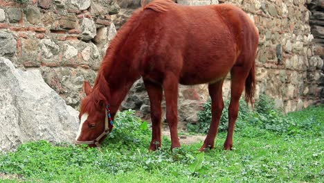 Caballo-Pastando-Hierba-Verde