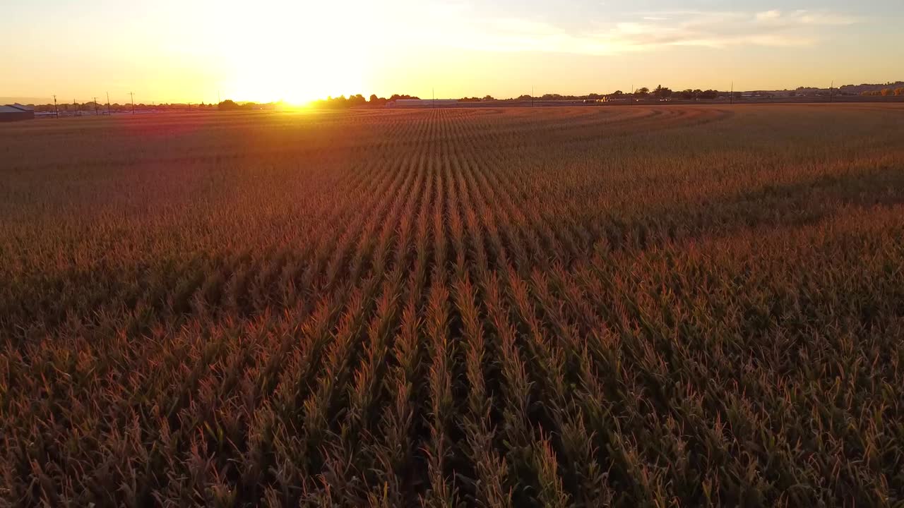 Vídeo de drone sobre um campo de milho durante o pôr do sol no outono