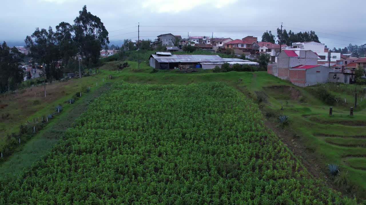 4K drone shot pulling away from a lush green cornfield, revealing the surrounding farm and rural landscape in the Ecuadorian countryside. Ideal for agriculture and nature themes.