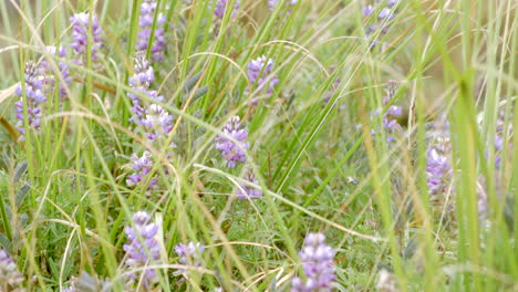 forest-and-vegetation,-close-up