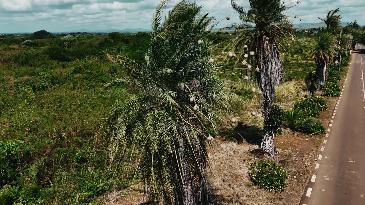 Aerial side view of a scenic road in Mauritius, lined with swaying palm trees and lush jungle. Concept of tropical journey, island life, and remote travel