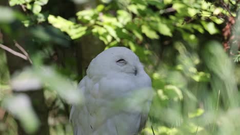 Primer-Plano-De-Un-Búho-Blanco-De-Nieve-Posado-En-Una-Rama-De-Un-árbol-Durante-Un-Día-Soleado-En-La-Naturaleza,-Observando-El-área-Girando-La-Cabeza