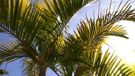 palmeras y cielo azul