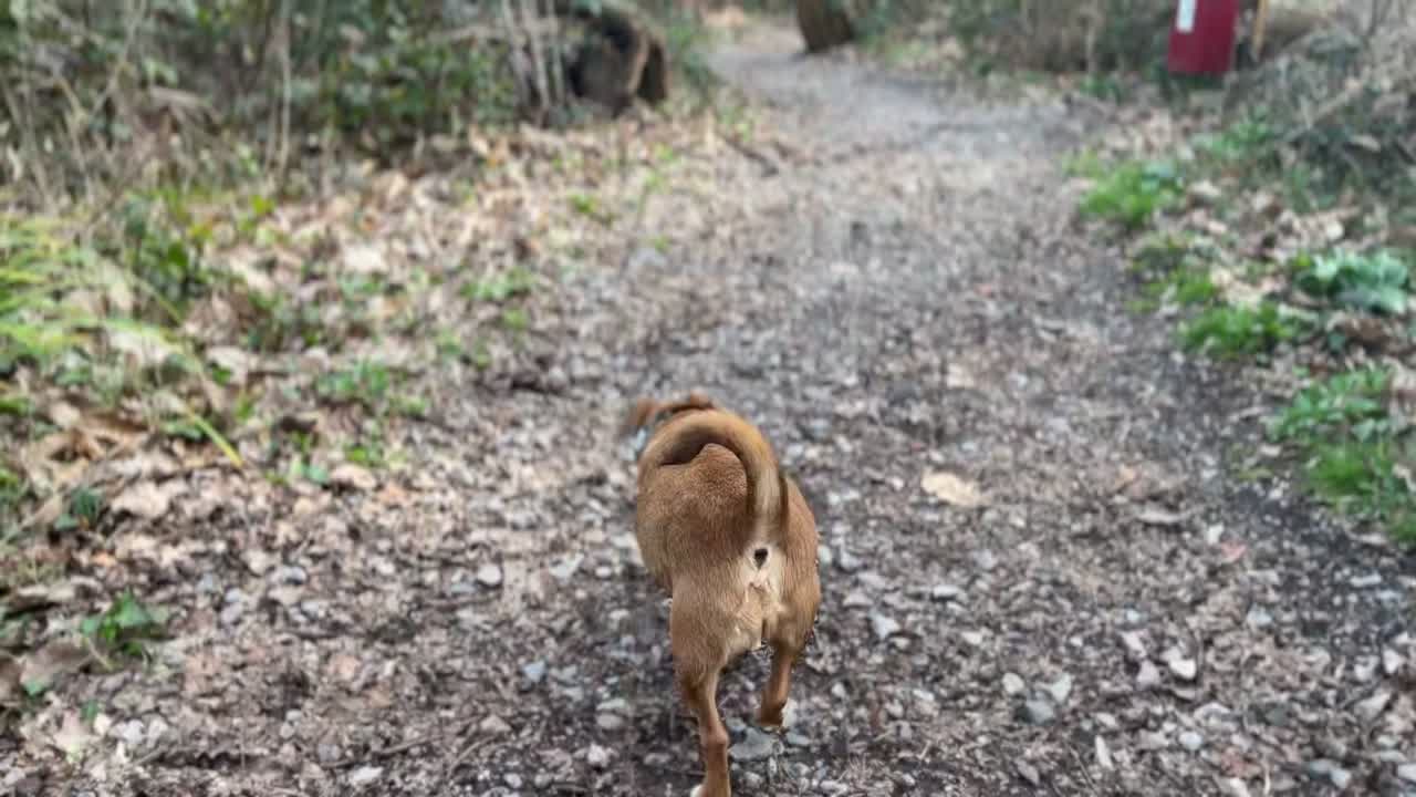 영국의 자갈이 깔린 시골을 걷고 있는 갈색 개