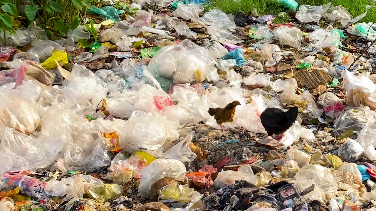 animales domésticos caminando por el vertedero de basura en un vertedero, contaminación