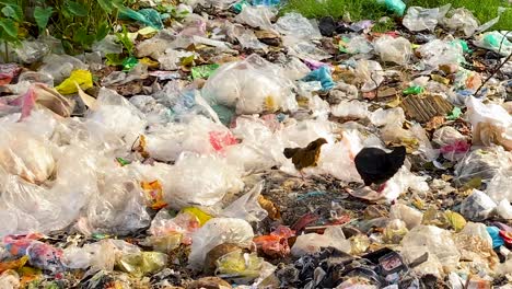 domestic animals walking through rubbish dump in a landfill site, pollution