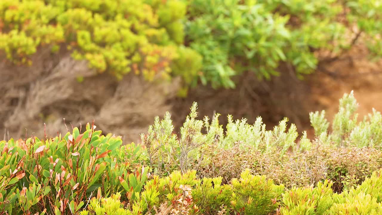 Vibrant greenery and diverse plant life captured in natural light along Australia's scenic Great Ocean Road