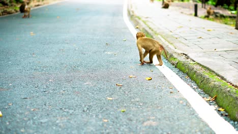 monkeys walk along the road in thailand. monkey family are living in the national park. road in the jungle