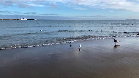 Große-Möwen-Und-Andere-Vögel,-Die-Am-Strand-Von-Sopot-Spazieren-Gehen-Und-Nach-Nahrung-Suchen,-Während-Schwarze-Schlammige-Wellen-An-Einem-Sonnigen-Tag-In-Polen-Am-Strand-Rollen