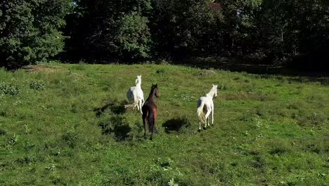 3-Caballos-Corren-Hacia-El-Bosque-En-Cámara-Súper-Lenta-Aérea