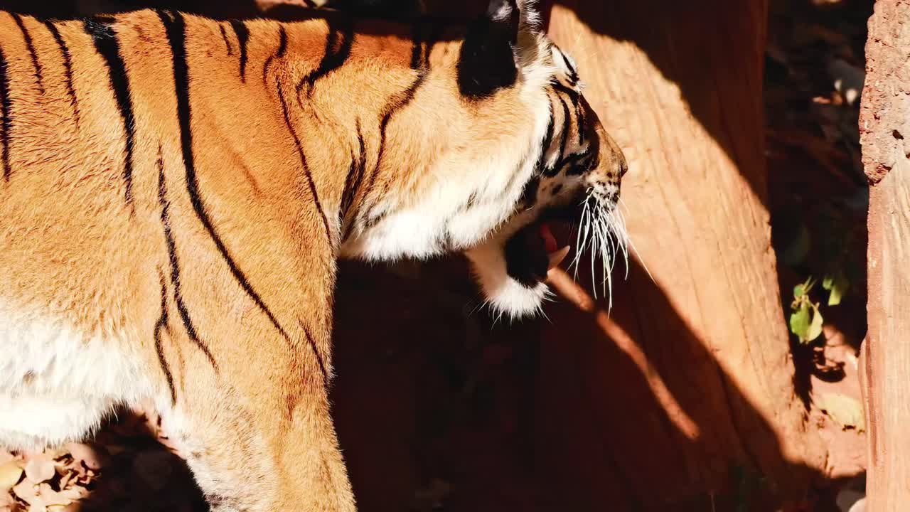 A tiger walks through a sunlit area with leaves and wooden structures.