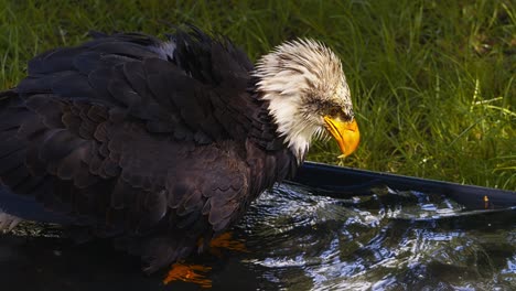 Video-of-the-American-bald-eagle,-slow-motion,-close-up