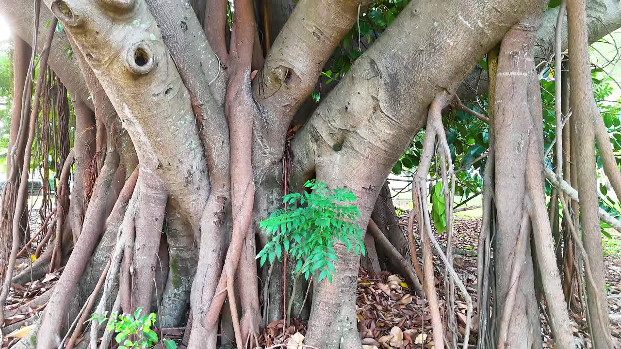 Close-up of banyan tree roots and foliage in a Gold Coast park. Natural lighting highlights intricate textures and vibrant greenery