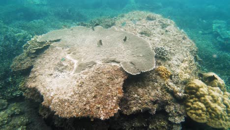 una toma submarina de mano de un cardumen de peces pequeños nadando juntos en las aguas poco profundas de un arrecife de coral, en filipinas