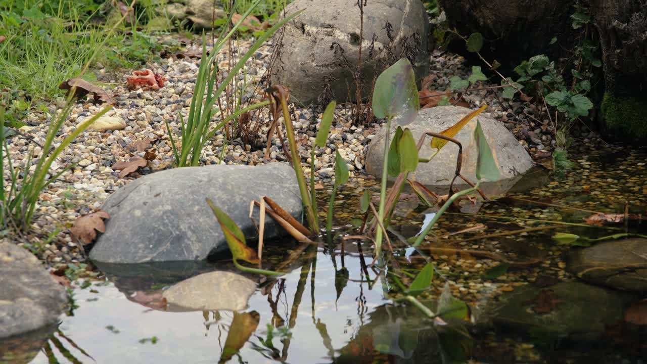 천연 연못에서 물 식물, 물은 투명하고 습니다.