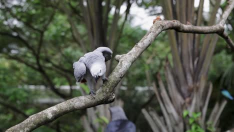 Graupapagei-Bewegt-Sich-Anmutig-Neben-Einem-Anderen-Vogel-Auf-Einem-Ast,-Bevor-Er-In-Zeitlupe-Davonfliegt